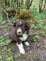 Sage, a male Australian Shepherd for sale in Scappoose, OR – 13 of 18