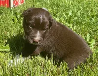 Iris, a female Australian Shepherd for sale in Scappoose, OR – 3 of 5