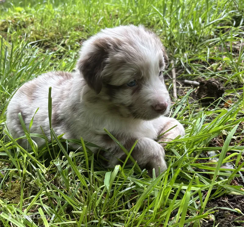 Camellia – Australian Shepherd puppy for sale in Scappoose, OR