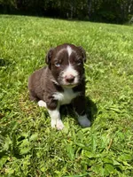 Sage, a male Australian Shepherd for sale in Scappoose, OR – 3 of 5
