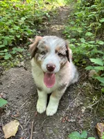 Lotus, a male Australian Shepherd for sale in Scappoose, OR – 16 of 26