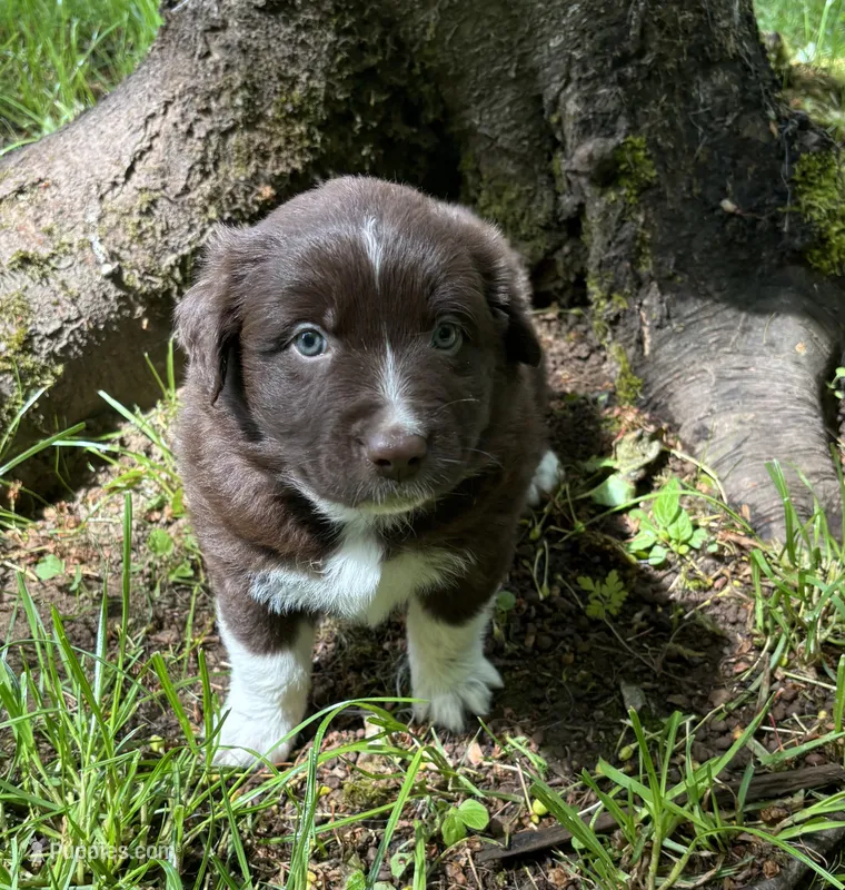 Iris – Australian Shepherd puppy for sale in Scappoose, OR