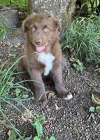 Briar, a male Australian Shepherd for sale in Scappoose, OR – 4 of 16