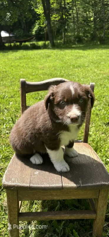 Sage – Australian Shepherd puppy for sale in Scappoose, OR