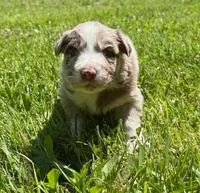 Valerian, a male Australian Shepherd for sale in Scappoose, OR – 4 of 5