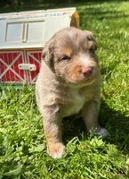 Quill, a male Australian Shepherd for sale in Scappoose, OR – 2 of 5
