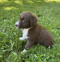 Sage, a male Australian Shepherd for sale in Scappoose, OR – 7 of 18