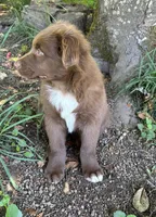 Briar, a male Australian Shepherd for sale in Scappoose, OR – 6 of 16