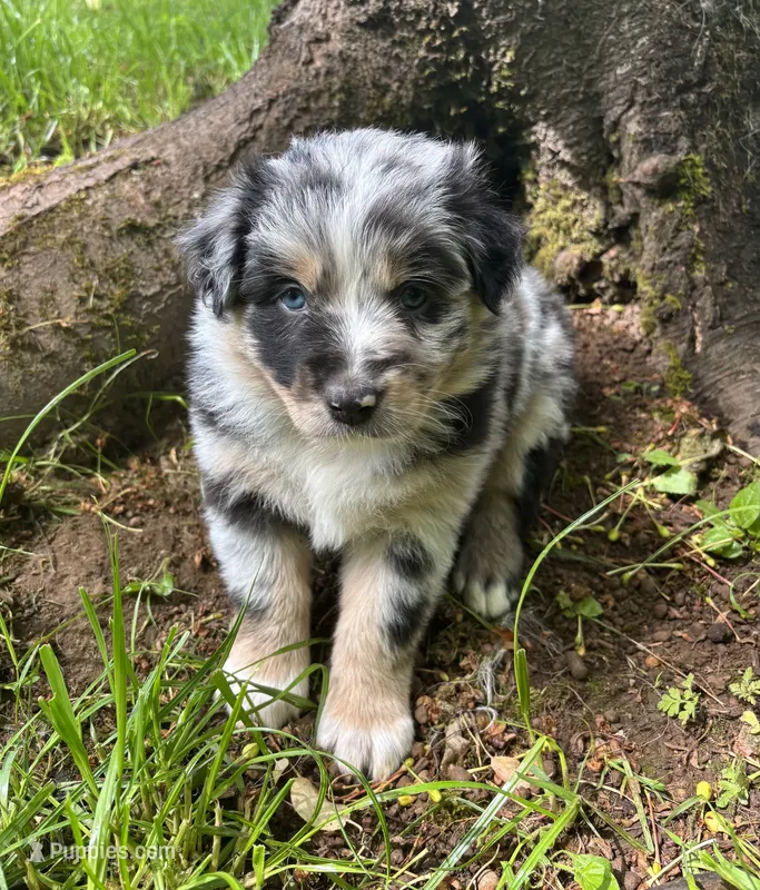 Bluebell – Australian Shepherd puppy on hold in Scappoose, OR