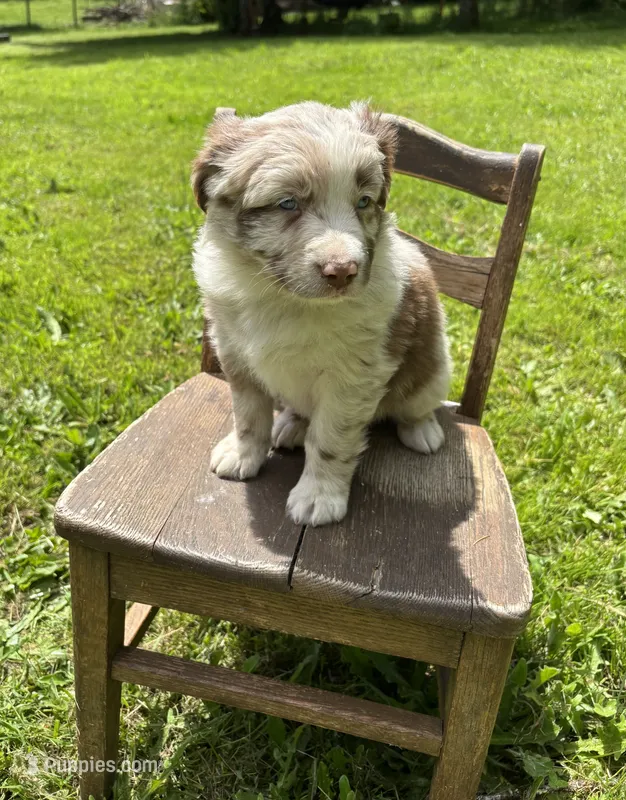 Camellia – Australian Shepherd puppy for sale in Scappoose, OR