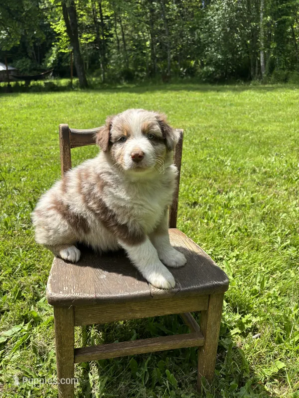 Lotus – Australian Shepherd puppy for sale in Scappoose, OR