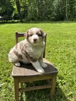Lotus, a male Australian Shepherd for sale in Scappoose, OR – 22 of 26