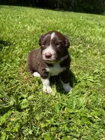 Sage, a male Australian Shepherd for sale in Scappoose, OR – 2 of 5