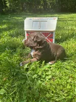 Briar, a male Australian Shepherd for sale in Scappoose, OR – 4 of 4