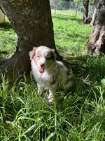 Lotus, a male Australian Shepherd for sale in Scappoose, OR – 24 of 26