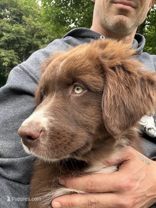 Sage – Australian Shepherd puppy for sale in Scappoose, OR