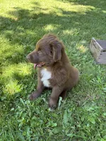 Briar, a male Australian Shepherd for sale in Scappoose, OR – 9 of 16