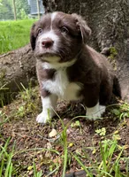 Sage, a male Australian Shepherd for sale in Scappoose, OR – 18 of 18