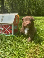 Briar, a male Australian Shepherd for sale in Scappoose, OR – 2 of 4