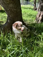 Lotus, a male Australian Shepherd for sale in Scappoose, OR – 9 of 26