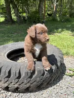 Briar, a male Australian Shepherd for sale in Scappoose, OR – 12 of 16