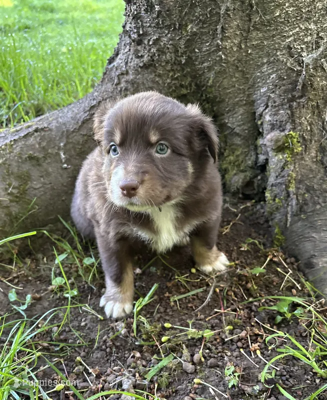 Clementine – Australian Shepherd puppy for sale in Scappoose, OR