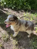 Lotus, a male Australian Shepherd for sale in Scappoose, OR – 18 of 26