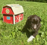 Iris, a female Australian Shepherd for sale in Scappoose, OR – 1 of 5