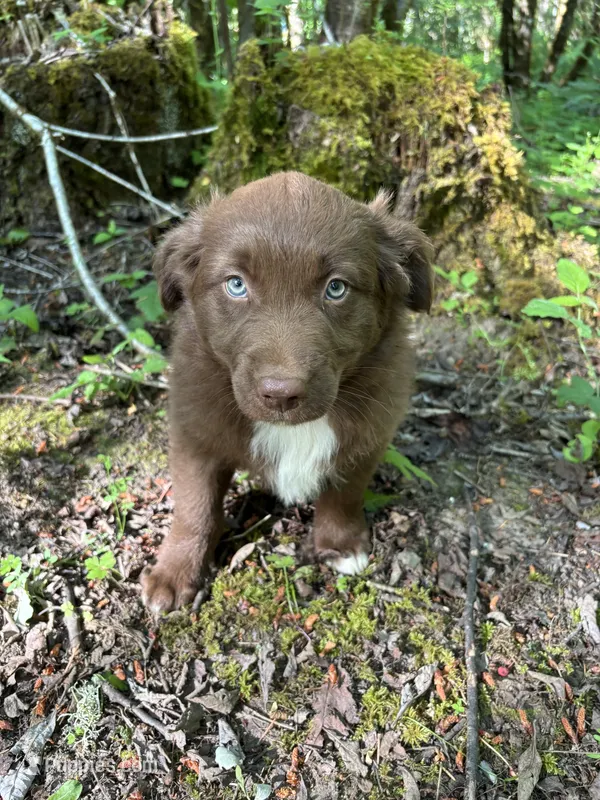Briar – Australian Shepherd puppy for sale in Scappoose, OR