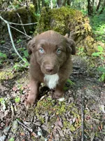 Briar, a male Australian Shepherd for sale in Scappoose, OR – 15 of 16