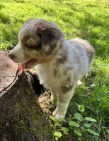 Lotus, a male Australian Shepherd for sale in Scappoose, OR – 1 of 26