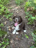 Sage, a male Australian Shepherd for sale in Scappoose, OR – 14 of 18