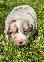 Azalea, a female Australian Shepherd for sale in Scappoose, OR – 4 of 6