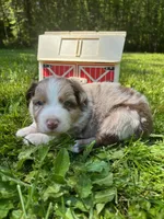 Lotus, a male Australian Shepherd for sale in Scappoose, OR – 10 of 10