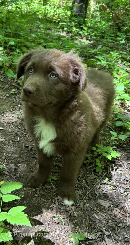 Briar – Australian Shepherd puppy for sale in Scappoose, OR