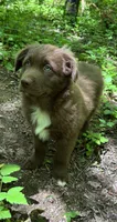 Briar, a male Australian Shepherd for sale in Scappoose, OR – 1 of 16
