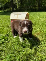 Sage, a male Australian Shepherd for sale in Scappoose, OR – 5 of 5