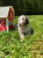 Camellia, a female Australian Shepherd for sale in Scappoose, OR – 3 of 4