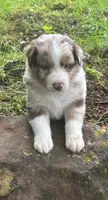 Lotus, a male Australian Shepherd for sale in Scappoose, OR – 8 of 10