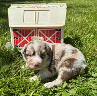 Azalea, a female Australian Shepherd for sale in Scappoose, OR – 3 of 6