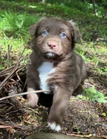Briar, a male Australian Shepherd for sale in Scappoose, OR – 14 of 16