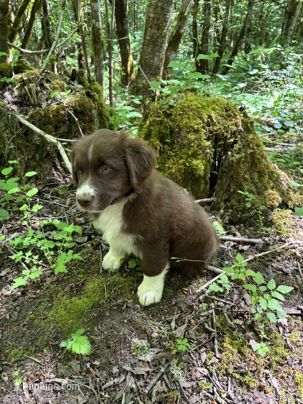 Sage – Australian Shepherd puppy for sale in Scappoose, OR