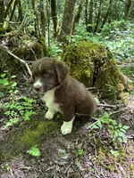 Sage, a male Australian Shepherd for sale in Scappoose, OR – 1 of 18