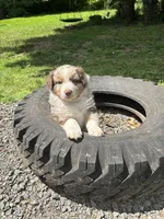 Lotus, a male Australian Shepherd for sale in Scappoose, OR – 8 of 26