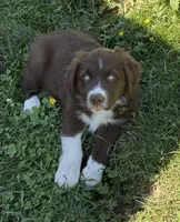 Sage, a male Australian Shepherd for sale in Scappoose, OR – 5 of 18