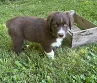 Sage, a male Australian Shepherd for sale in Scappoose, OR – 12 of 18