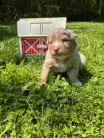 Quill, a male Australian Shepherd for sale in Scappoose, OR – 3 of 5