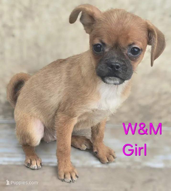 Lola – Pomeranian, Pug puppy for sale in Granby, MO