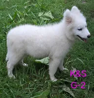 Sunshine, a female Samoyed for sale in Granby, MO – 8 of 9