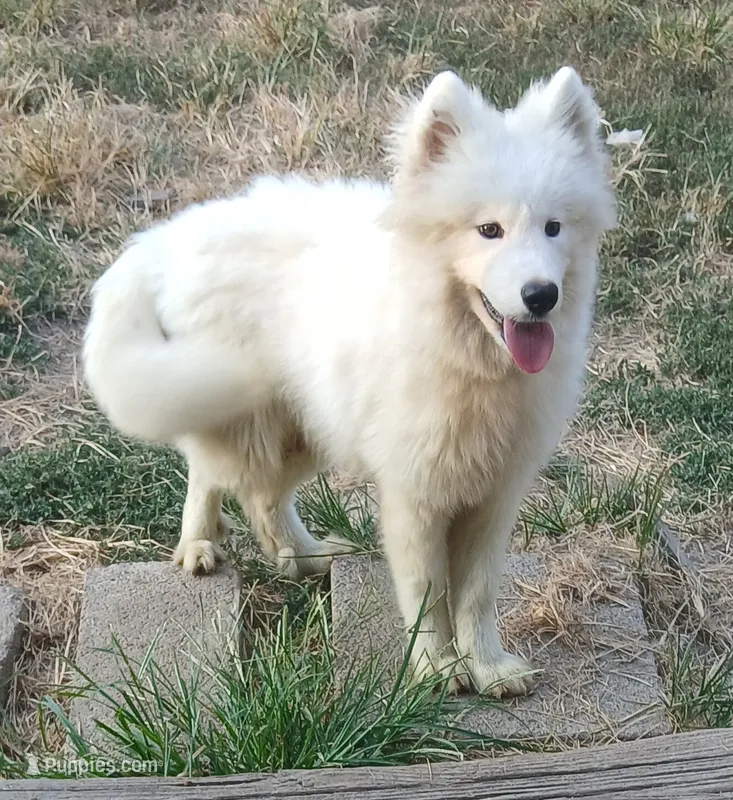 Shadow – Samoyed puppy for sale in Granby, MO